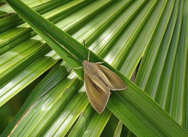 Papillon palmivore
