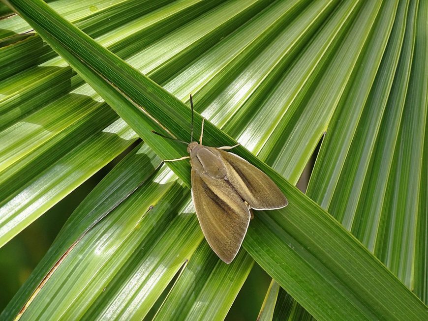 Papillon palmivore